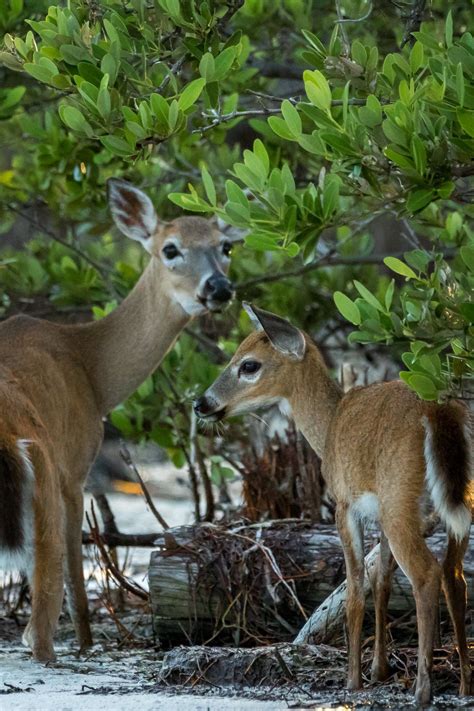 Who We Are — Florida Keys Wildlife Society