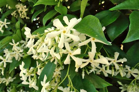 Star jasmine - planting, pruning, and care