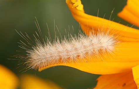 White hairy caterpillar - Spilosoma virginica - BugGuide.Net