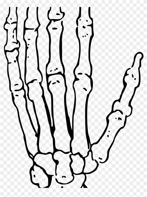 Bone Coloring Page Bone Coloring Page Gorgeous Skeleton - Human Body ...