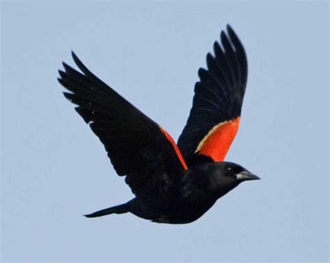 Red-winged Blackbird – Sound | Facts | Habitat | Migration | Nest ...