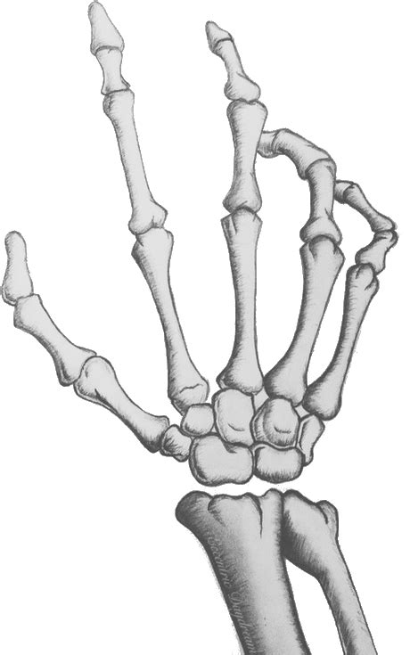 Download Skeleton Hand Soul P - Skeleton Hand Transparent - Full Size ...