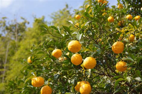 Yuzu & Mikan & Sudachi, Oh My! Japan’s Most Popular Citrus Fruit ...