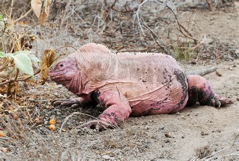 Galapagos Pink Land Iguana (Conolophus marthae) feeding, Isabela Island ...