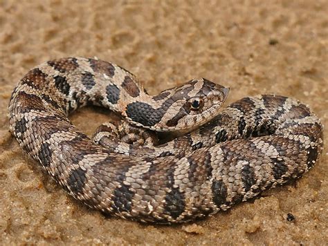 Eastern Hognose Snake (Heterodon platirhinos) - Phenology Project