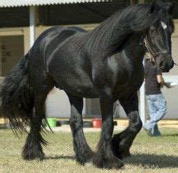 Shire Horse Breed Information, History, Videos, Pictures