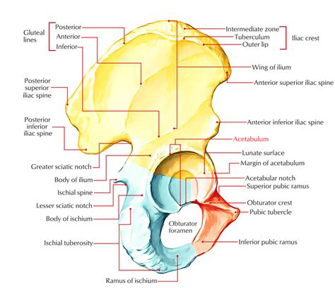 Acetabulum – Earth's Lab