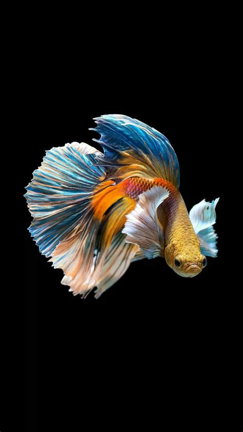 Betta Fish 4k iPhone Wallpapers - Wallpaper Cave