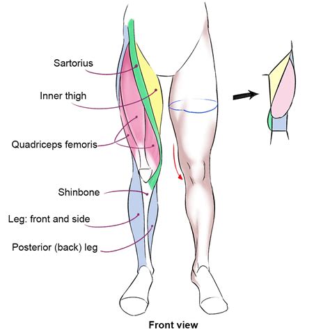 Leg Muscles Side