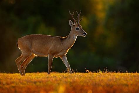 Pampas deer (Ozotoceros bezoarticus) by Murray Thomas - Wild Deer ...