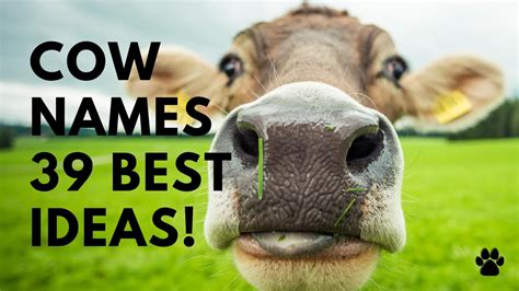 🐮 Cow Names - 39 BEST 🌿 CUTE Ideas | Names - YouTube