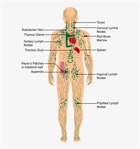 Discuss The Immune System Of The Body With A Neat Labelled - Labelled ...