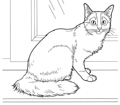 Somali Cat Coloring Page Printable Coloring Page For Kids - Coloring Home