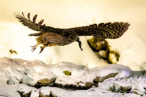 15 Blakiston’s Fish Owl Facts - Fact Animal