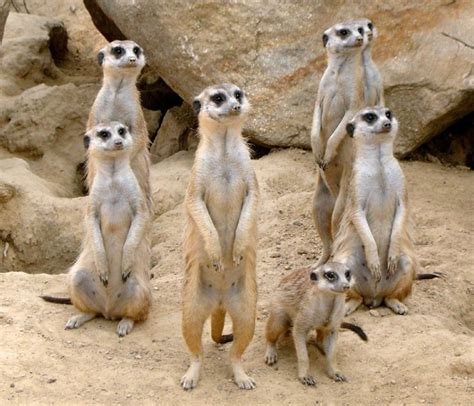 Meerkat Facts For Kids & Adults: Pictures, Video & In-Depth Information.