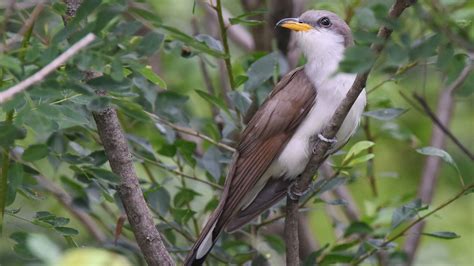 Yellow-billed Cuckoo | Audubon Field Guide