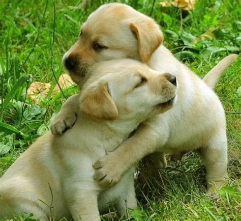 Two Cute Puppies Hugging in the Grass