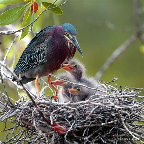 Green Heron Nest | Noni Cay Photography