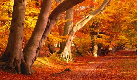 autumn beech trees - Country Life