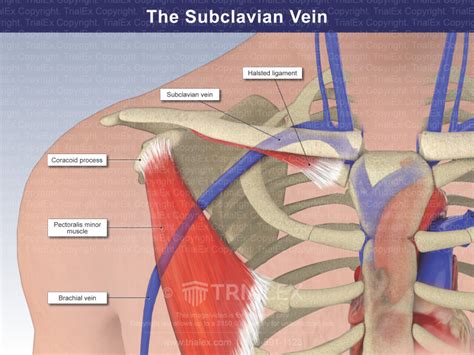 The Subclavian Vein - TrialQuest Inc.