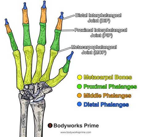 Flexor Digitorum Superficialis Muscle Anatomy - Bodyworks Prime