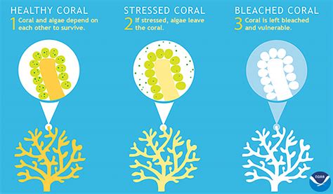 Bleaching Biology | Reef Resilience