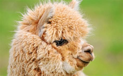 Baby Llamas Wallpapers - Wallpaper Cave