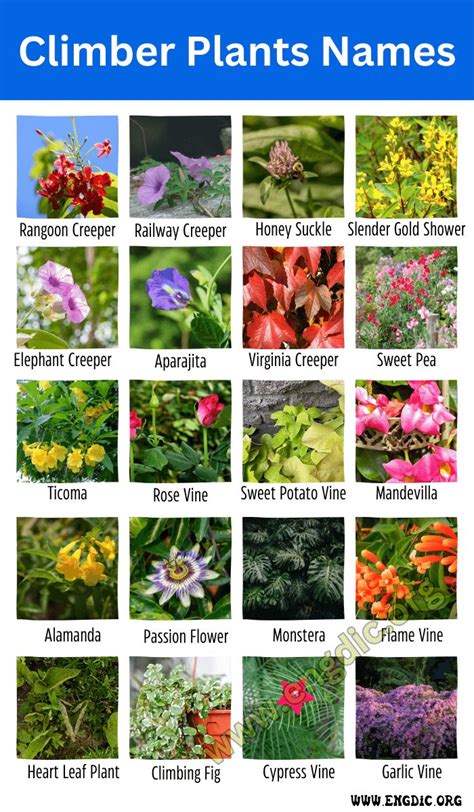 an image of different types of flowers and plants with names in english ...