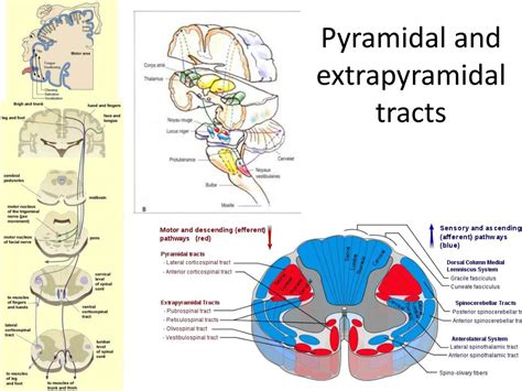 PPT - Pyramidal and extrapyramidal tracts PowerPoint Presentation, free ...