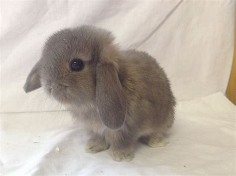 mini lop bunnies for sale sydney - Johna Block