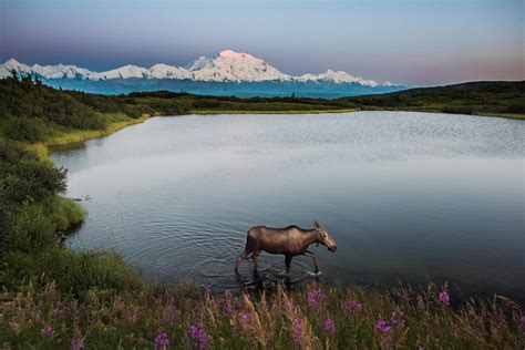 Denali National Park Camping: The Definitive Guide To Camping In Denali ...