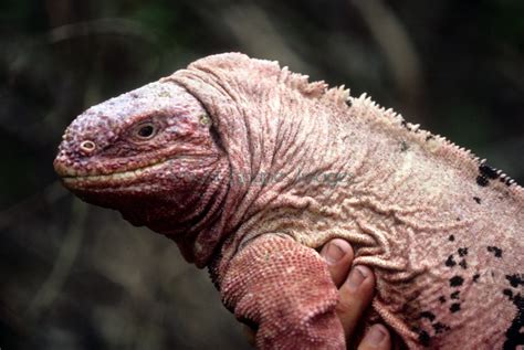 Pink Iguana Facts and Pictures | Reptile Fact