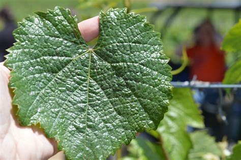 Vineyard CSI: How To Read Grape Leaves | Ampelography | Tina Caputo ...