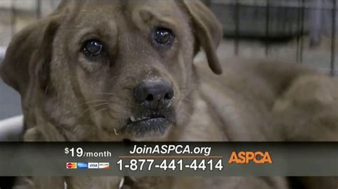 Aspca Commercial Actress 2024 - Margo Sarette