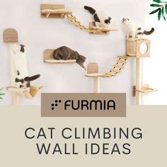 110 Cat Climbing Wall Ideas | cat wall, cat climbing wall, cat furniture