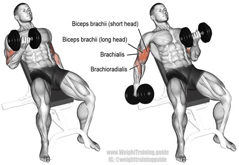 7 Top Dumbbell Arm Exercises to Build Muscle | BOXROX