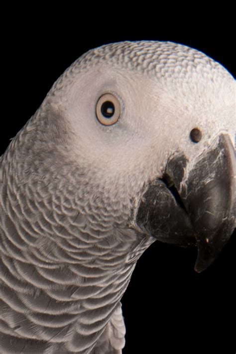 African Grey Parrot Breeding