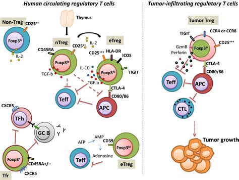 Human FOXP3+ T regulatory cell heterogeneity - Mohr - 2018 - Clinical ...