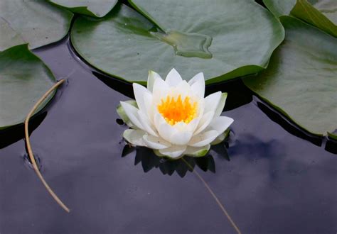 How to Care for a Lotus Plant – 5 steps - Plants & Gardens