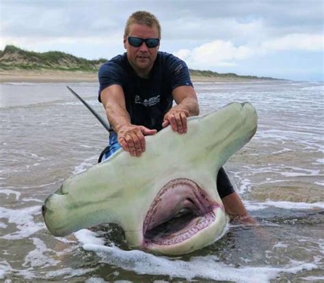 International Fishing News: US: 13 feet hammerhead shark caught in Texas