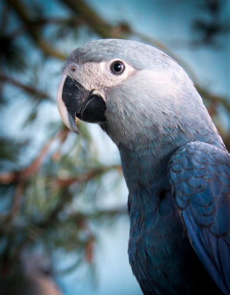 Spix's macaw returns to Brazil, but is overshadowed by controversy