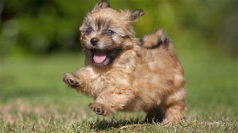 88+ Cute Small Dog Breeds List - l2sanpiero