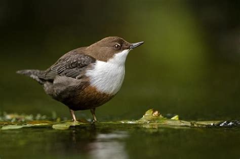 Dipper at riverside | British wildlife, Wildlife, Animal planet