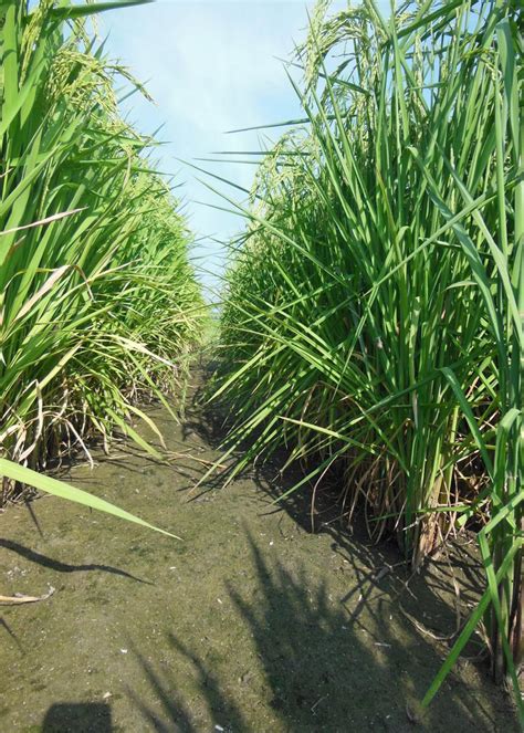 Rice growers reduce water, maintain yields | Mississippi State ...