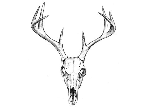 Deer Skull Drawing with Antlers