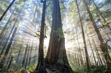 Red Cedar: The Amazing Giving Tree - Ancient Forest Alliance