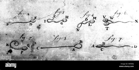 Anton van Leeuwenhoek, Drawing of Human Sperm Stock Photo - Alamy