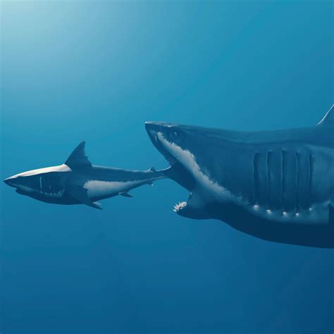 Megalodon Shark Vs Great White Shark Jaws