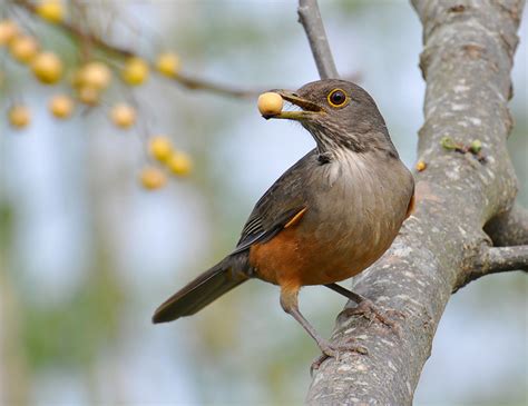 National bird of Brazil, rufous-bellied thrush: Lovely songbird of ...