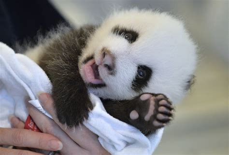 The Atlanta Zoo's Baby Panda Cub Just Wants To Say 'Hey!' (PHOTOS) | HuffPost